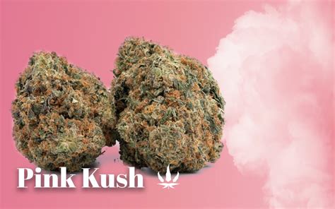 pink kush in canada